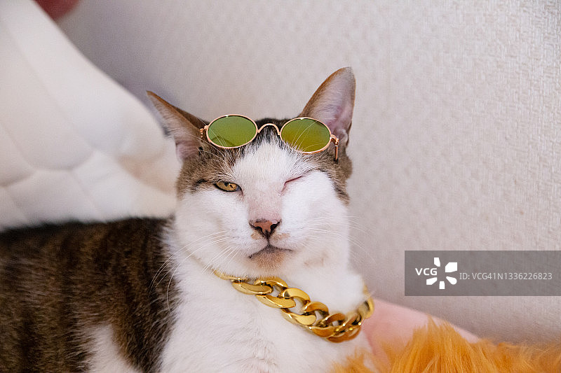 猫戴着黄色的太阳镜和项链图片素材