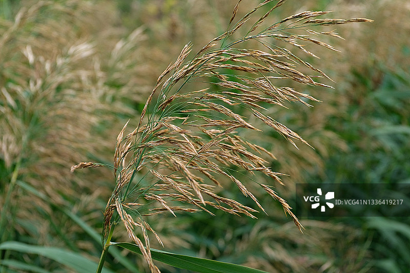 在阳光明媚的夏天和秋天，在田野或草地上，野生的绿草带着干燥的金黄色和毛茸茸的耳朵，轻轻地在风中摇曳。图片素材
