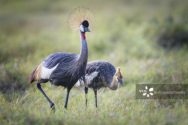 肯尼亚安博塞利国家公园，美丽的灰冠鹤妈妈和幼鹤近距离合影图片素材