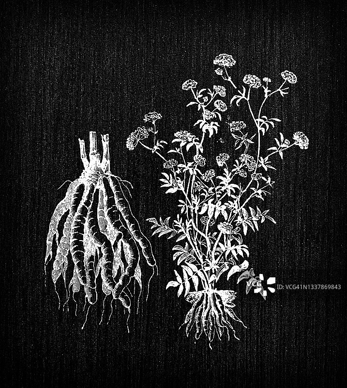 植物学蔬菜植物古董雕刻插图:Sium sisarum (skirret)图片素材