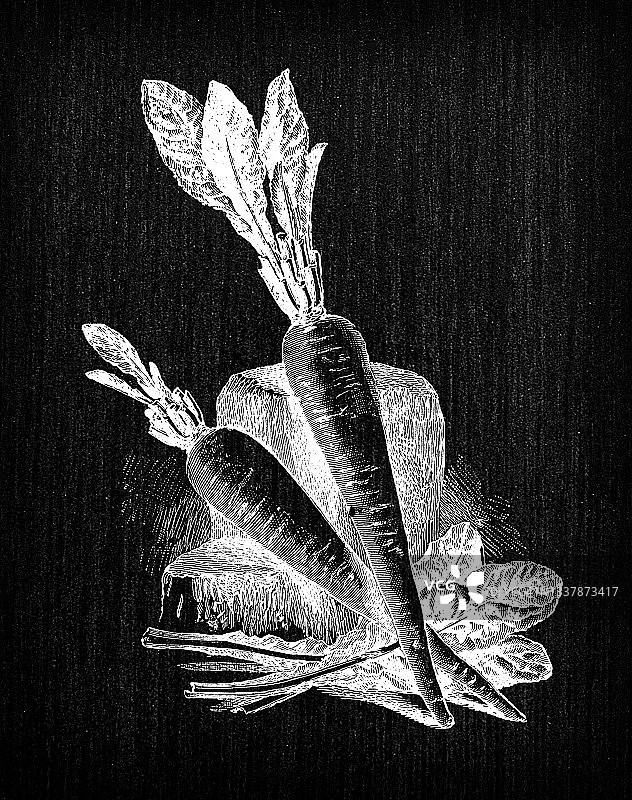 植物学蔬菜植物仿古雕刻插图:生根菊苣图片素材