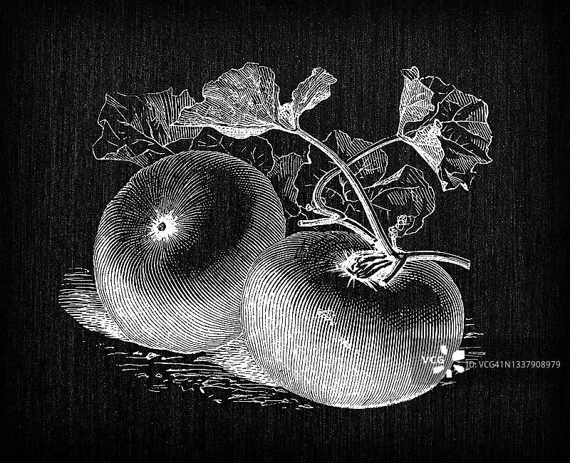 植物学蔬菜植物古董雕刻插图:棕色南瓜图片素材