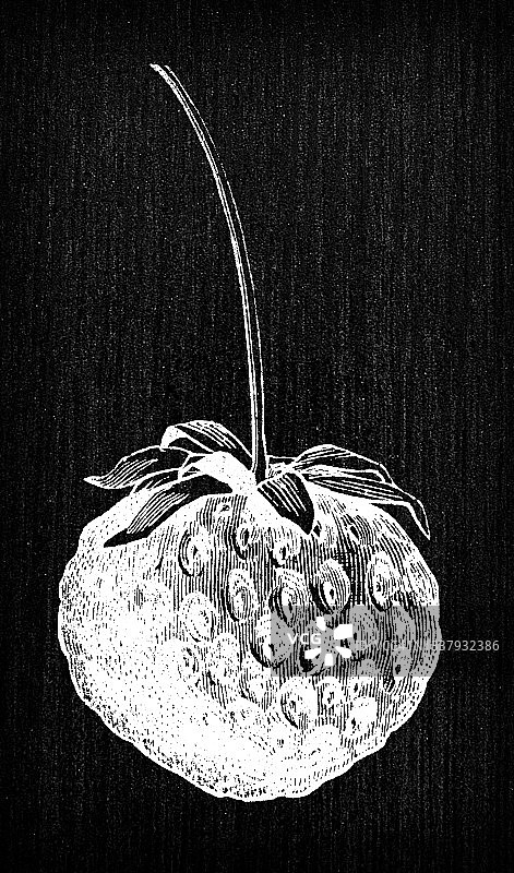 植物学蔬菜植物仿古雕刻插图:草莓图片素材