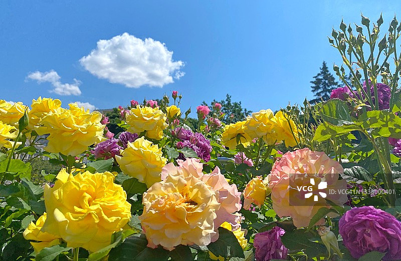 夏日的花园里，朵朵玫瑰簇拥在蓝天白云之下。美丽的玫瑰，粉红色，黄色，紫色，白色，五颜六色。繁茂的佛罗里达玫瑰在阳光明媚的夏日在公园里盛开。天堂的玫瑰花园。图片素材