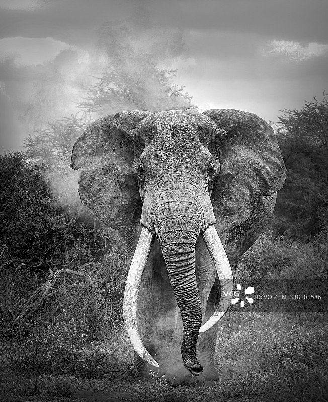 肯尼亚安博塞利的巨型象牙象克雷格的惊人面对面肖像图片素材