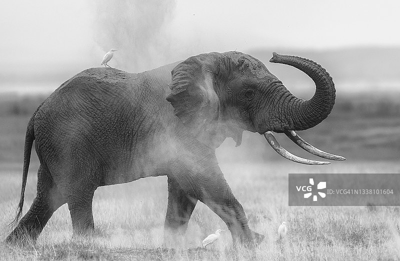 肯尼亚安博塞利，大象与白鹭和灰尘的戏剧性肖像黑白图片素材