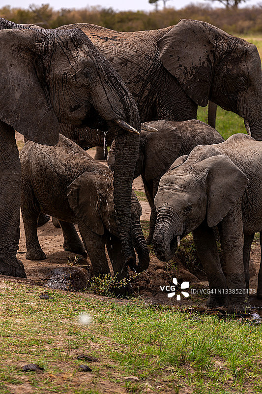 大象一家从水坑里喝水图片素材