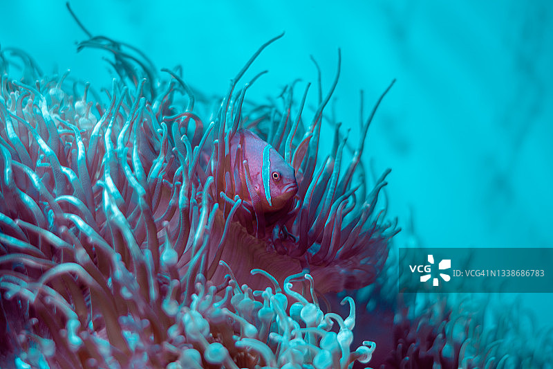 亚洲泰国安达曼海的珊瑚和鱼的特写图片素材