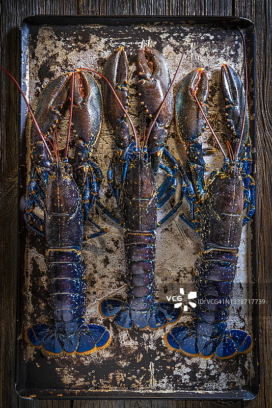 蓝波加万特或欧洲龙虾蓝颜色生海鲜三排图片素材