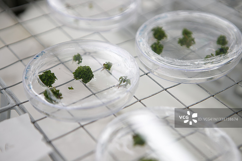实验室植物组织培养。植物快繁技术实验室。图片素材