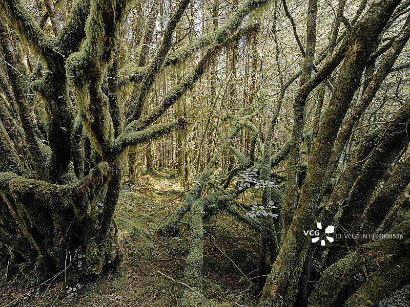 神秘的森林和苔藓覆盖着树木。图片素材
