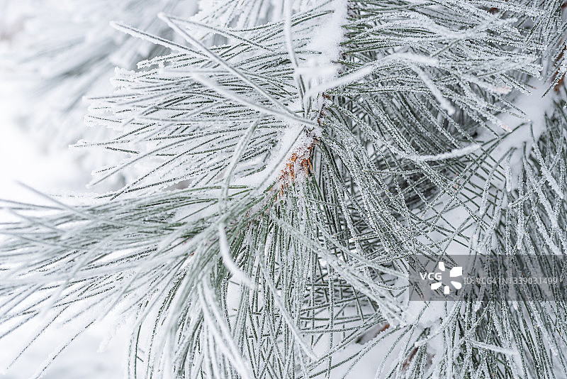 云杉的树枝上覆盖着松软的雪。宏图片素材