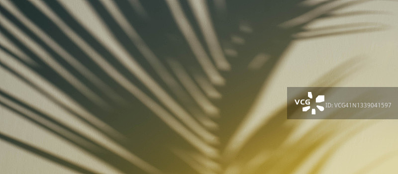黄色背景上棕榈树树枝的影子图片素材