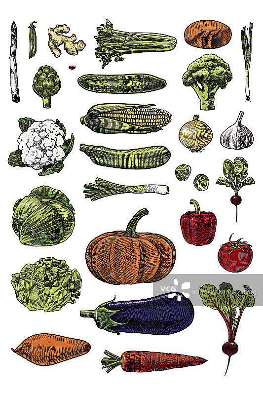 各种蔬菜插图图片素材