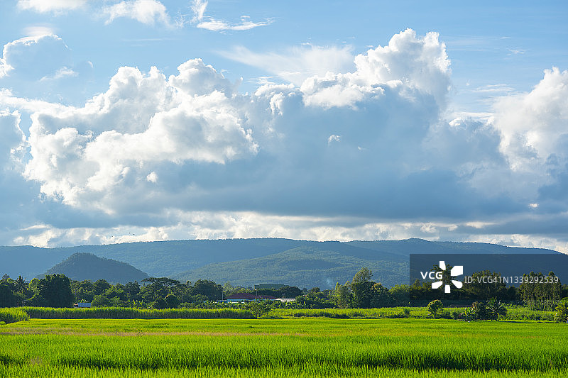 稻田和蓝天白云之上绿油油的田园风光为背景，美丽的田园风光尽收眼底图片素材
