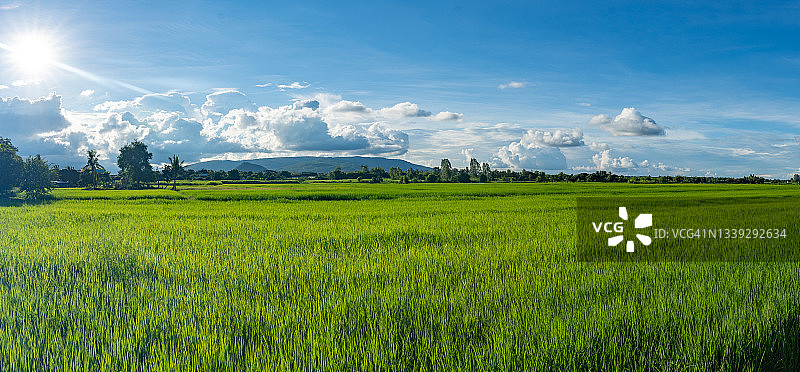 全景稻田和蓝天白云之上的绿色植物乡村背景，美丽的乡村景观自然在白天图片素材