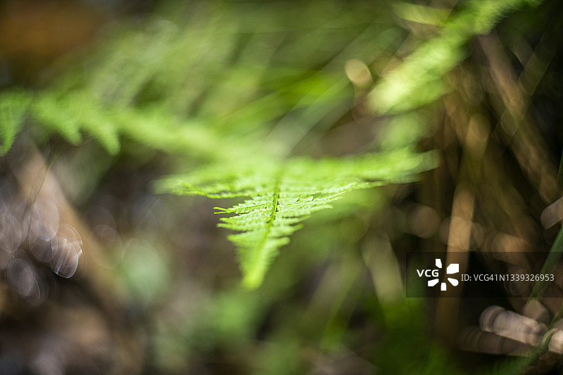 约克郡沼泽国家公园的蕨类植物图片素材
