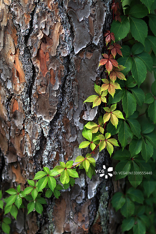 树干上的弗吉尼亚藤蔓植物，树皮剥落图片素材