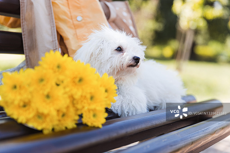 长凳上有一只马耳他小狗和一束黄色的花图片素材