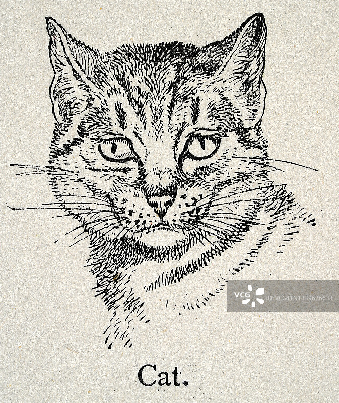 19世纪家养猫的经典插图图片素材