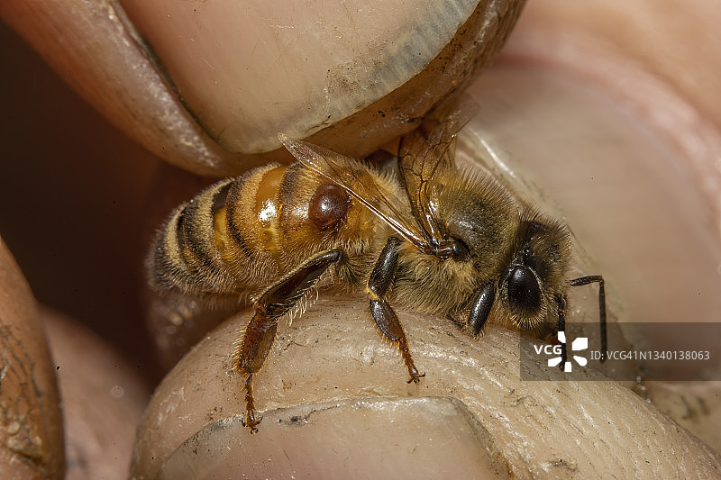 乔治亚州巴威克，带寄生瓦螨的蜜蜂。图片素材