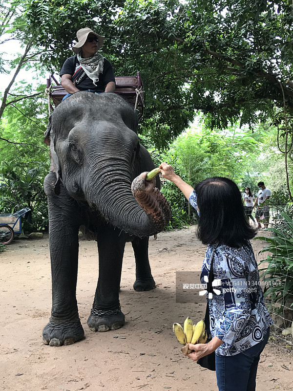 泰国春武里，游客在芭堤雅大象村喂大象香蕉。图片素材