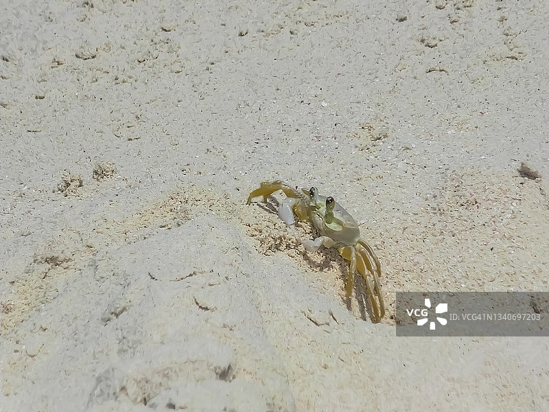 一只螃蟹在沙滩上的沙子上爬行图片素材