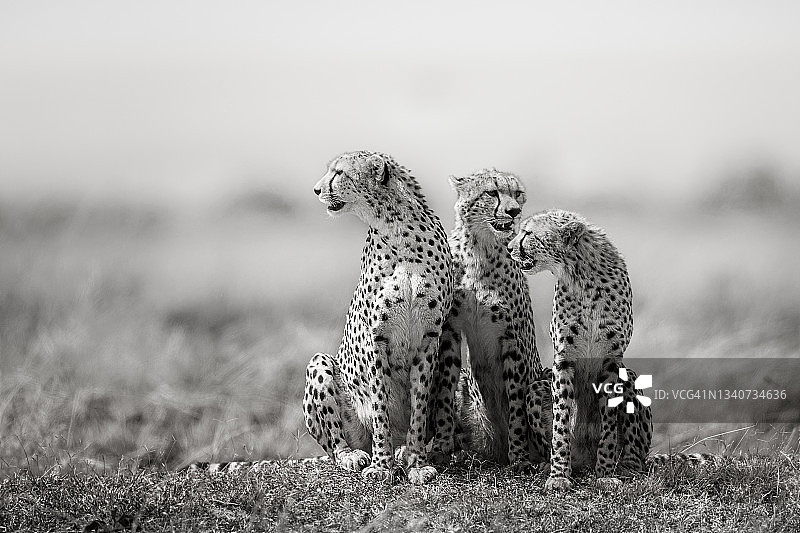 肯尼亚马赛马拉，美丽的黑白猎豹Nashipae和她的两个男孩合影图片素材