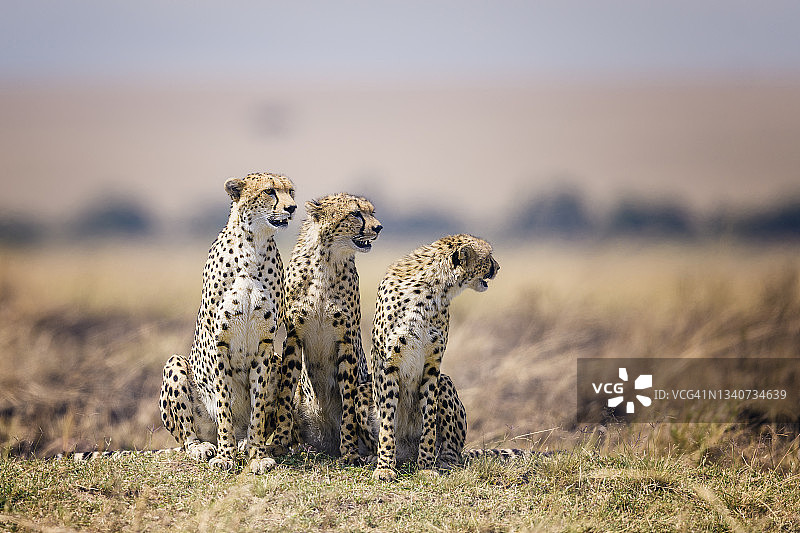 肯尼亚马赛马拉，令人惊叹的猎豹Nashipae和她的两个男孩合影图片素材
