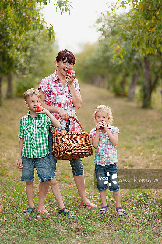 秋天，孩子们在农场里摘苹果。小女孩在苹果园里玩。健康的营养。图片素材