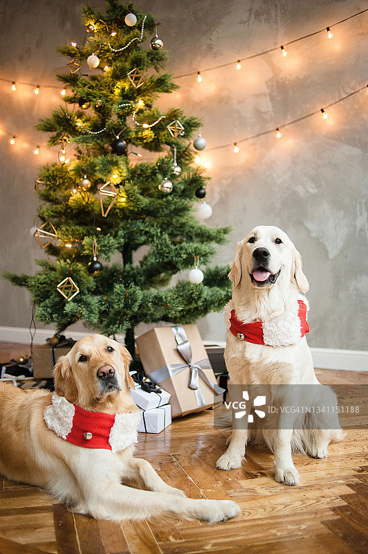 可爱的毛茸茸的金毛猎犬戴着围巾，戴着铃儿响叮当，躺在圣诞树旁边的地板上。图片素材
