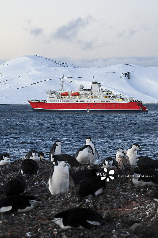 一艘船在海上航行，前景是一群帽带企鹅图片素材