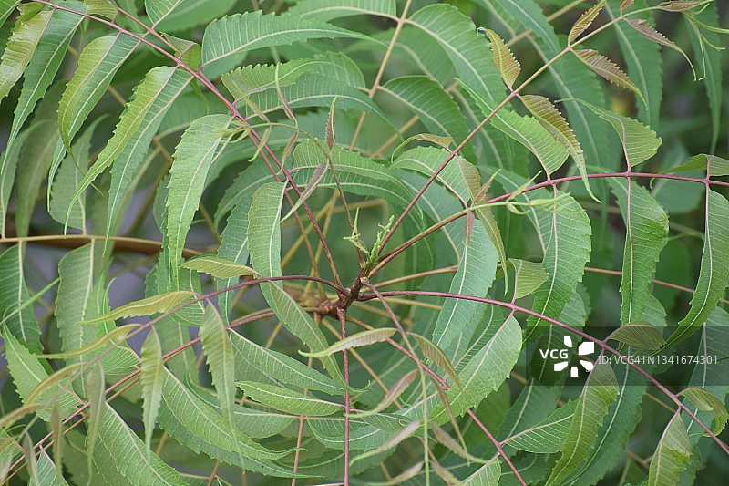 生机勃勃的绿色光泽的印度丁香(印楝)树叶子在轮生设计。Azadirachta indica。楝科的家庭。图片素材