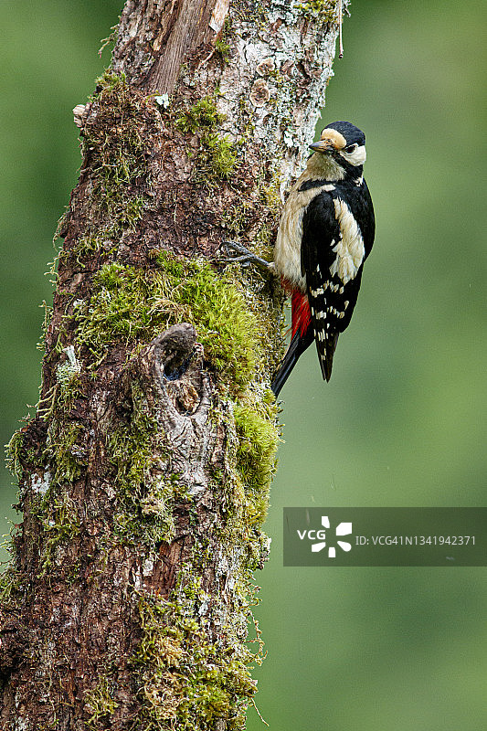 大斑点啄木鸟(Dendrocopos major)雌性栖息在森林的树干上图片素材