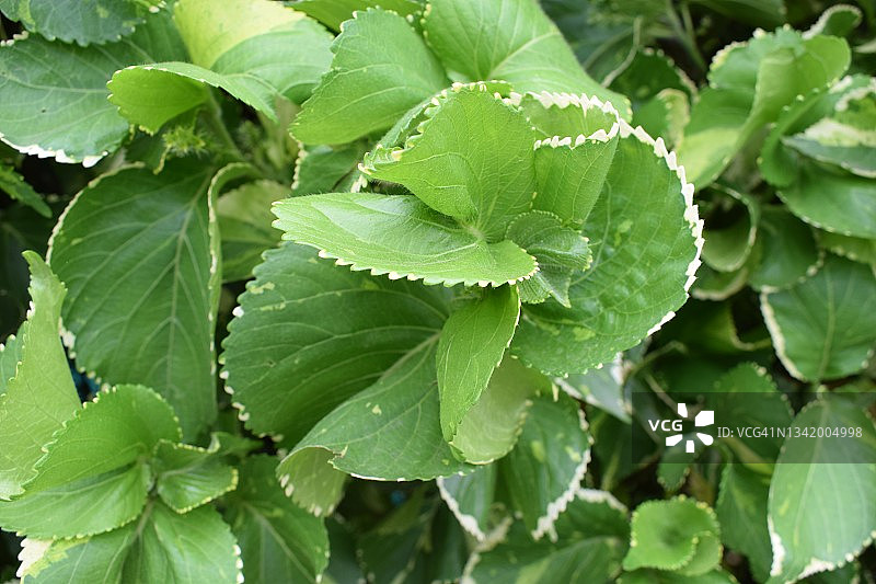 五颜六色的火龙植物叶子。Acalypha wilkesiana。大戟科的家庭。图片素材