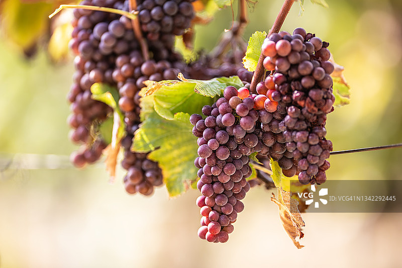 葡萄园里一串串成熟的葡萄。图片素材