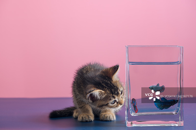 小猫对鱼缸表现出好奇图片素材