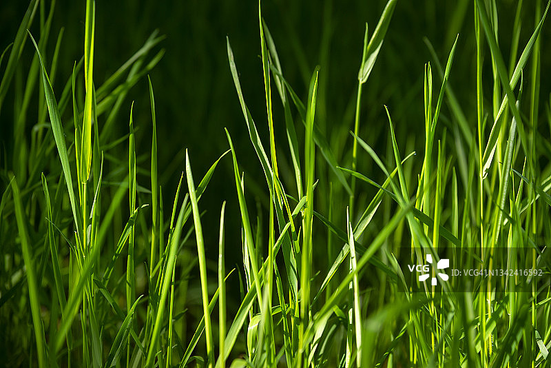 仲夏林地草地上的嫩绿嫩绿的嫩芽图片素材