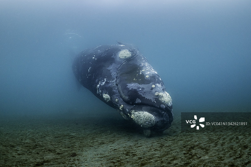 阿根廷瓦尔德斯半岛，南露脊鲸在浅水区的海底嬉戏。图片素材