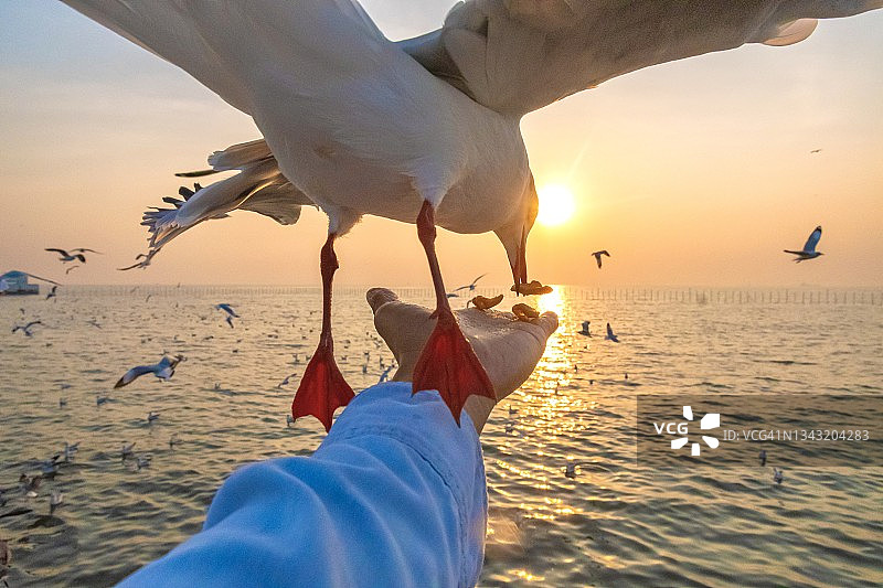 海鸥在日落时用手吃食物的特写镜头图片素材