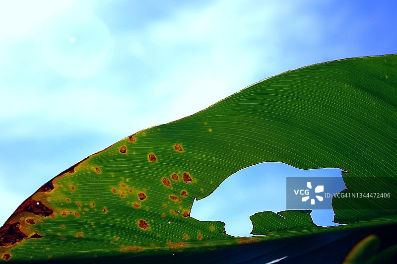 污染化石燃料汽车上的绿色叶子上有棕色斑点图片素材