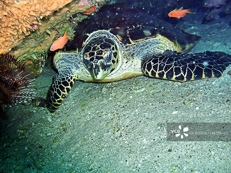 菲律宾海中的海龟(龟)图片素材
