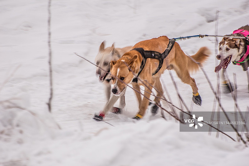 比赛中的狗-狗拉雪橇图片素材
