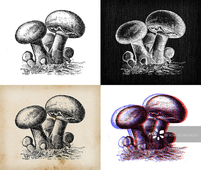 古董植物学插图:蘑菇、野蘑菇、草菇图片素材