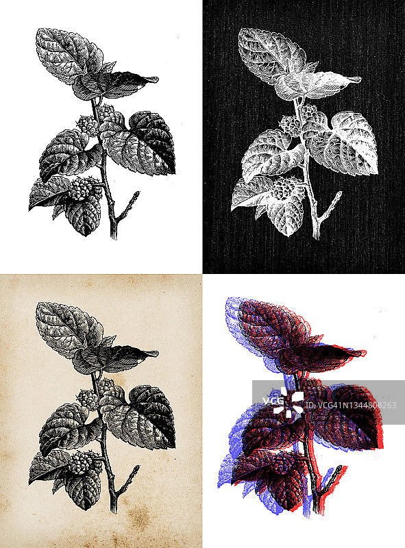 古植物学插图:桑椹、白桑树图片素材