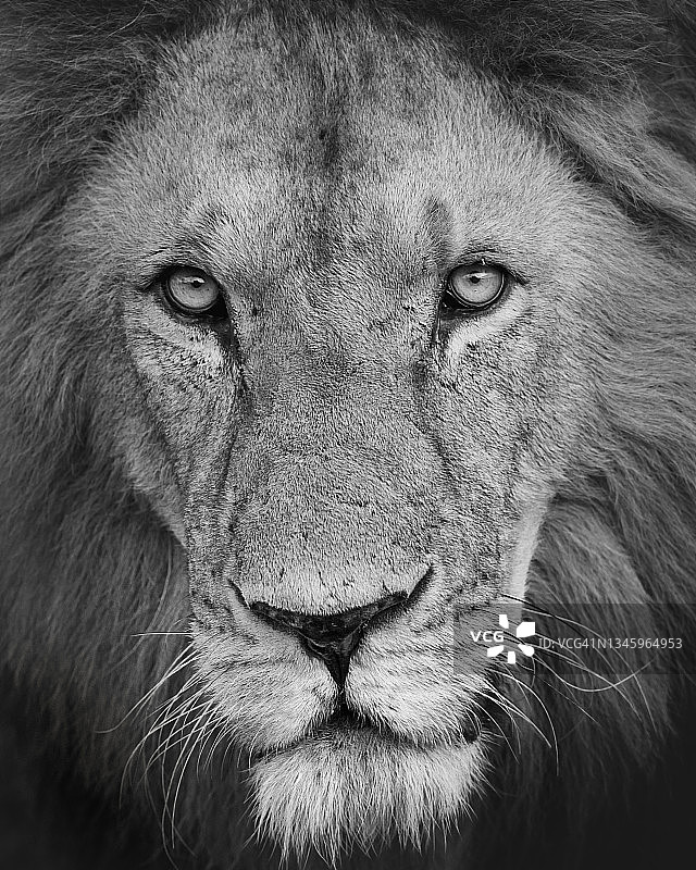 在肯尼亚马赛马拉，一幅令人惊叹的雄性狮子黑白眼睛的近距离肖像图片素材