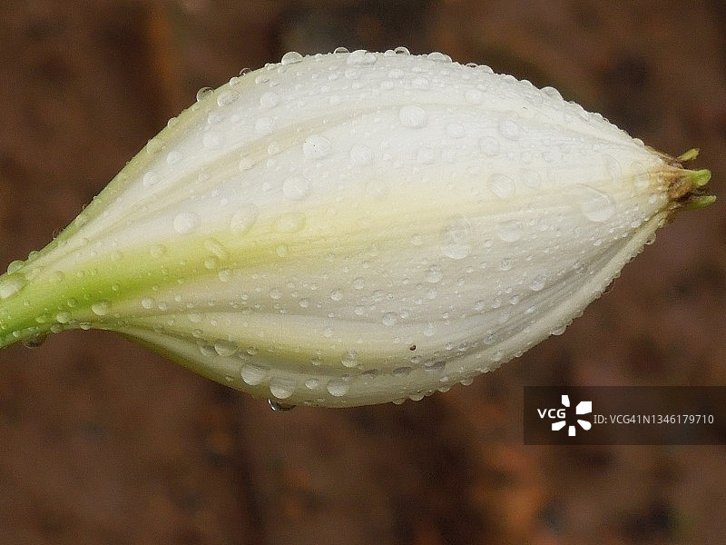 雨水浸透了白百合美丽的花蕾，准备绽放。百合candidum。百合科的家庭。图片素材