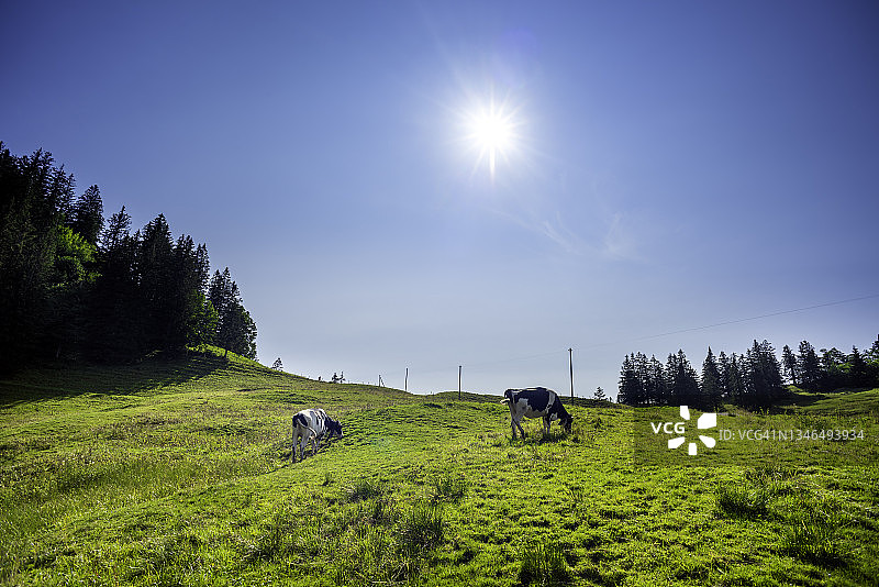 在格鲁耶尔地区的山上吃草的牛图片素材