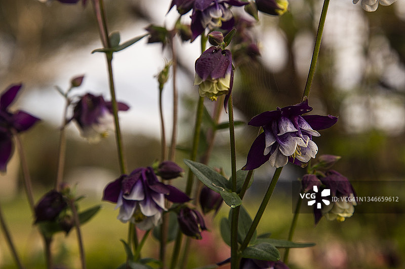 近景的精致紫色和白色衬裙花的Aquilegia vulgaris重瓣花，奶奶的帽子或耧斗菜背景是模糊的重点前景鲜花和芽。图片素材