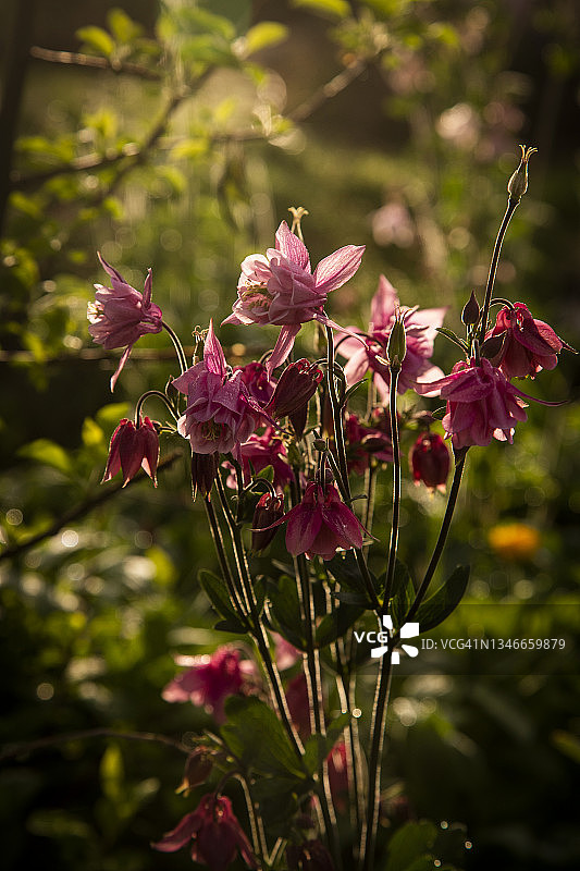 近景的背光精致粉红色衬裙花的Aquilegia vulgaris重瓣花，奶奶的帽子或耧斗菜背景是模糊的重点前景鲜花和芽。图片素材
